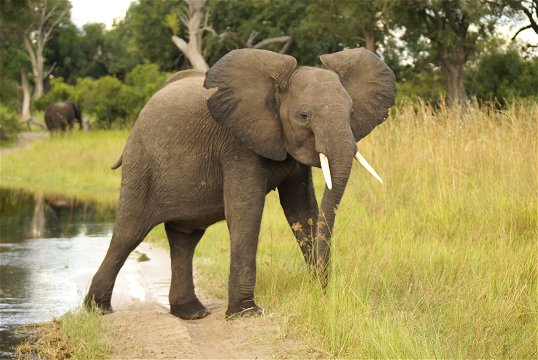 Young elephant in the Delta