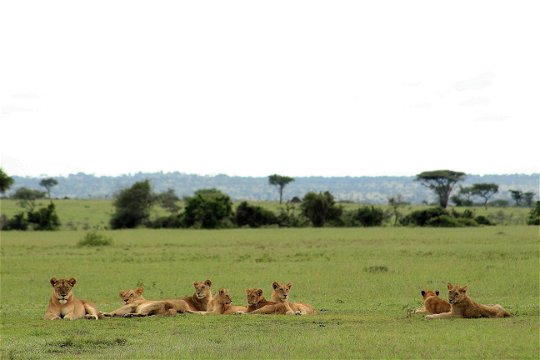Pride of lions resting on the short green grass of the Serengeti.