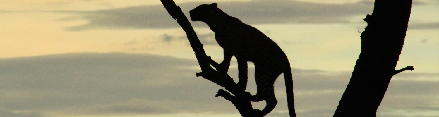 A silhouette of a leopard climbing a tree in the Grumeti Reserve, Tanzania