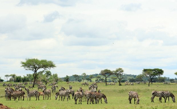 Large herd of Burchell's zebra on the Grumeti Reserve plains in Tanzania.