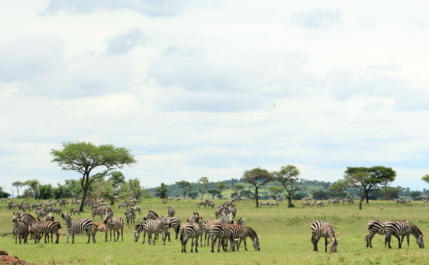 Large herd of Burchell's zebra on the Grumeti Reserve plains in Tanzania. Large herd of Burchell's zebra on the Grumeti Reserve plains in Tanzania.