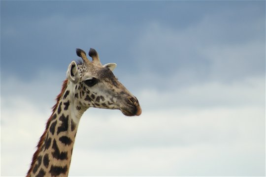 Masaai giraffe female.