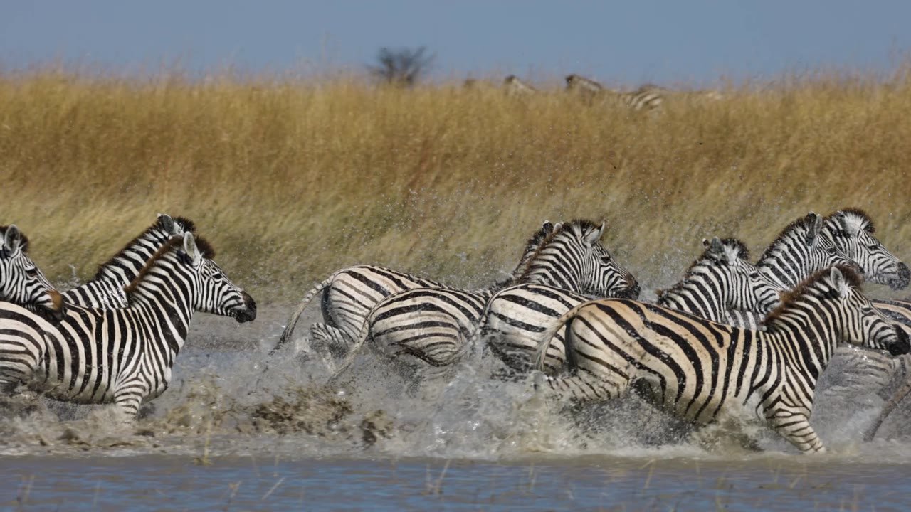 African Safaris, Perfectly Planned for You