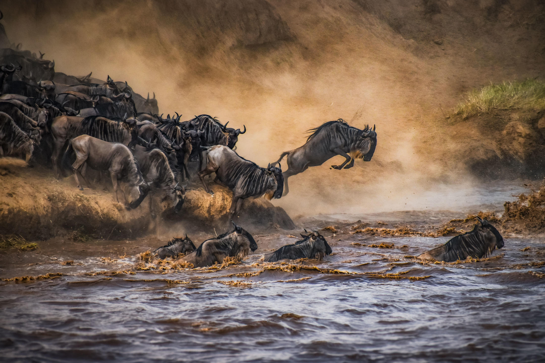 Wildebeest crossing the Mara River during the Great Migration in Kenya's Masai Mara. Image courtesy of Elewana.