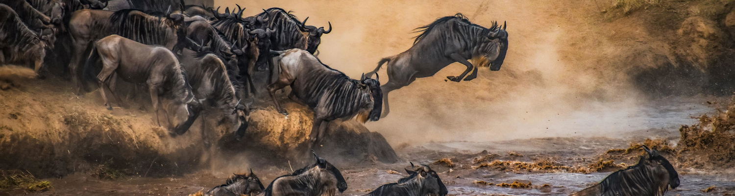 Wildebeest crossing the Mara River during the Great Migration in Kenya's Masai Mara. Image courtesy of Elewana.