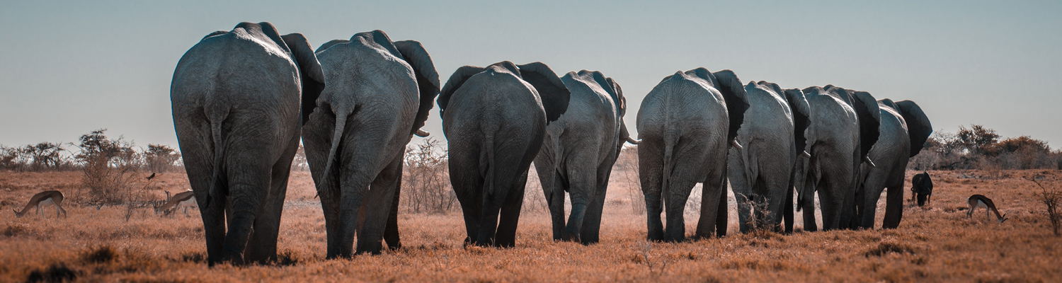 Guiding you through Africa, your way