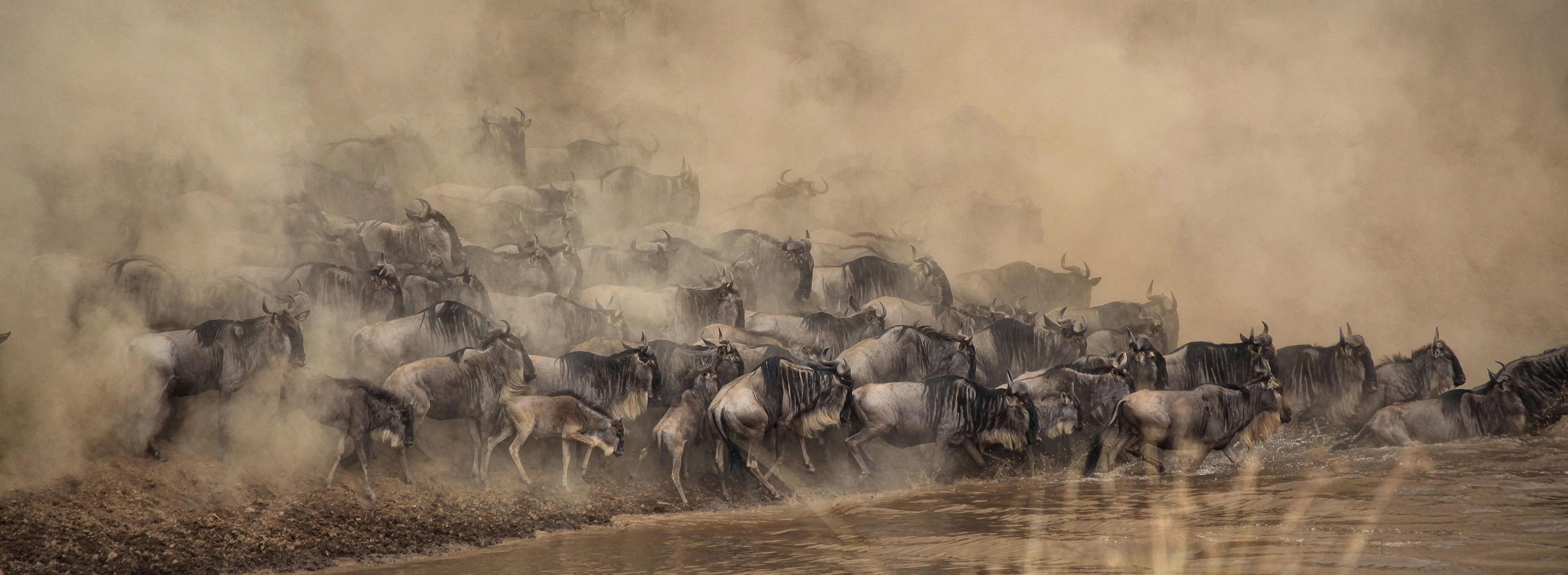 Large herd of wildebeest crossing a river in Tanzania