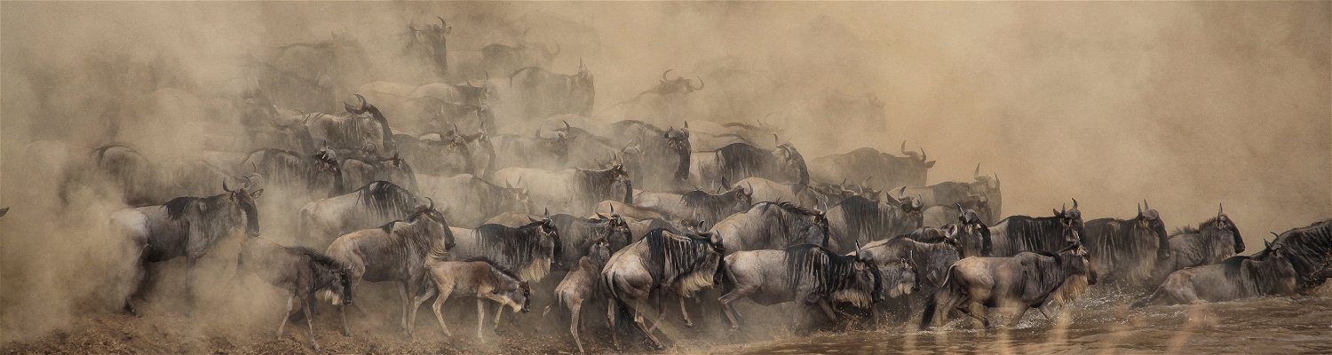 Large herd of wildebeest crossing a river in Tanzania