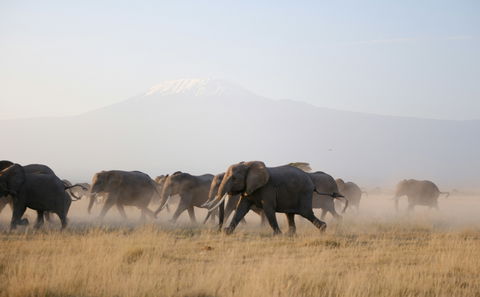 Amboseli National Park