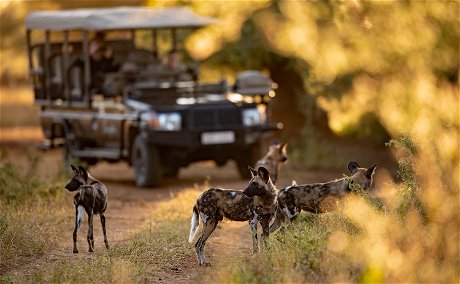 Featured Image © Singita