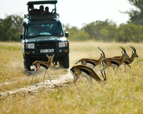 Seregngeti game drive