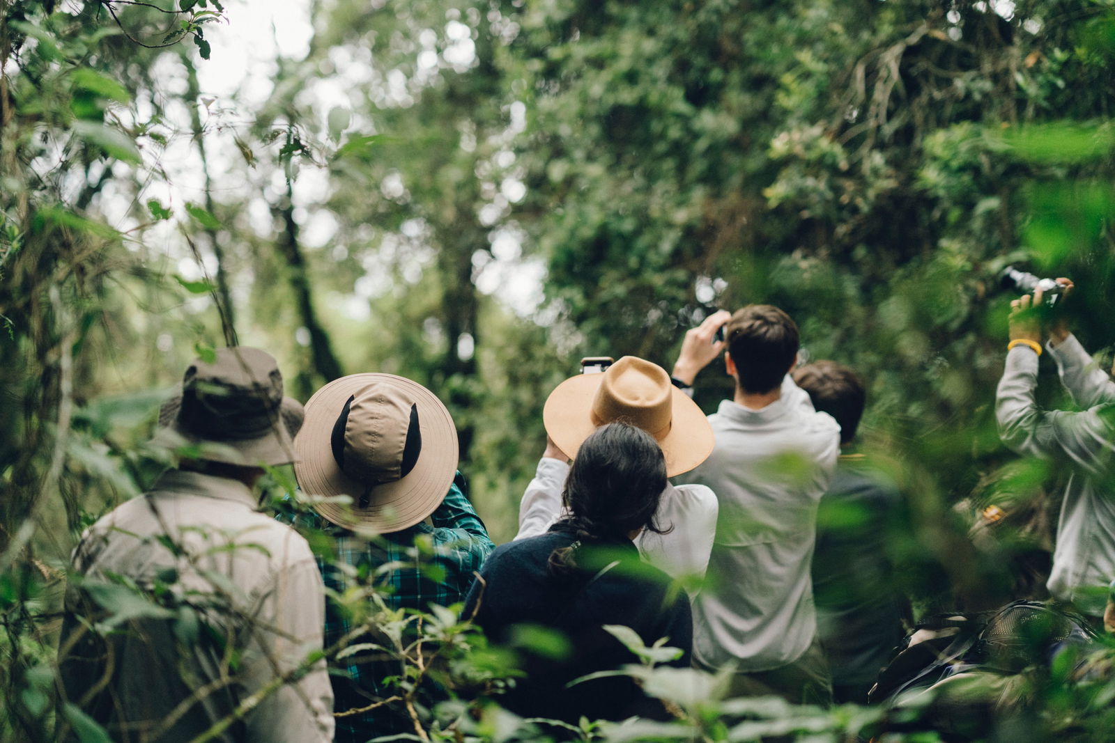 Searching for chimpanzees in the forests.