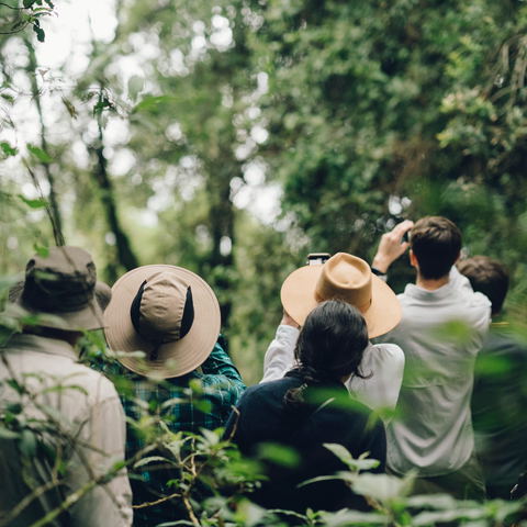 Searching for chimpanzees in the forests.