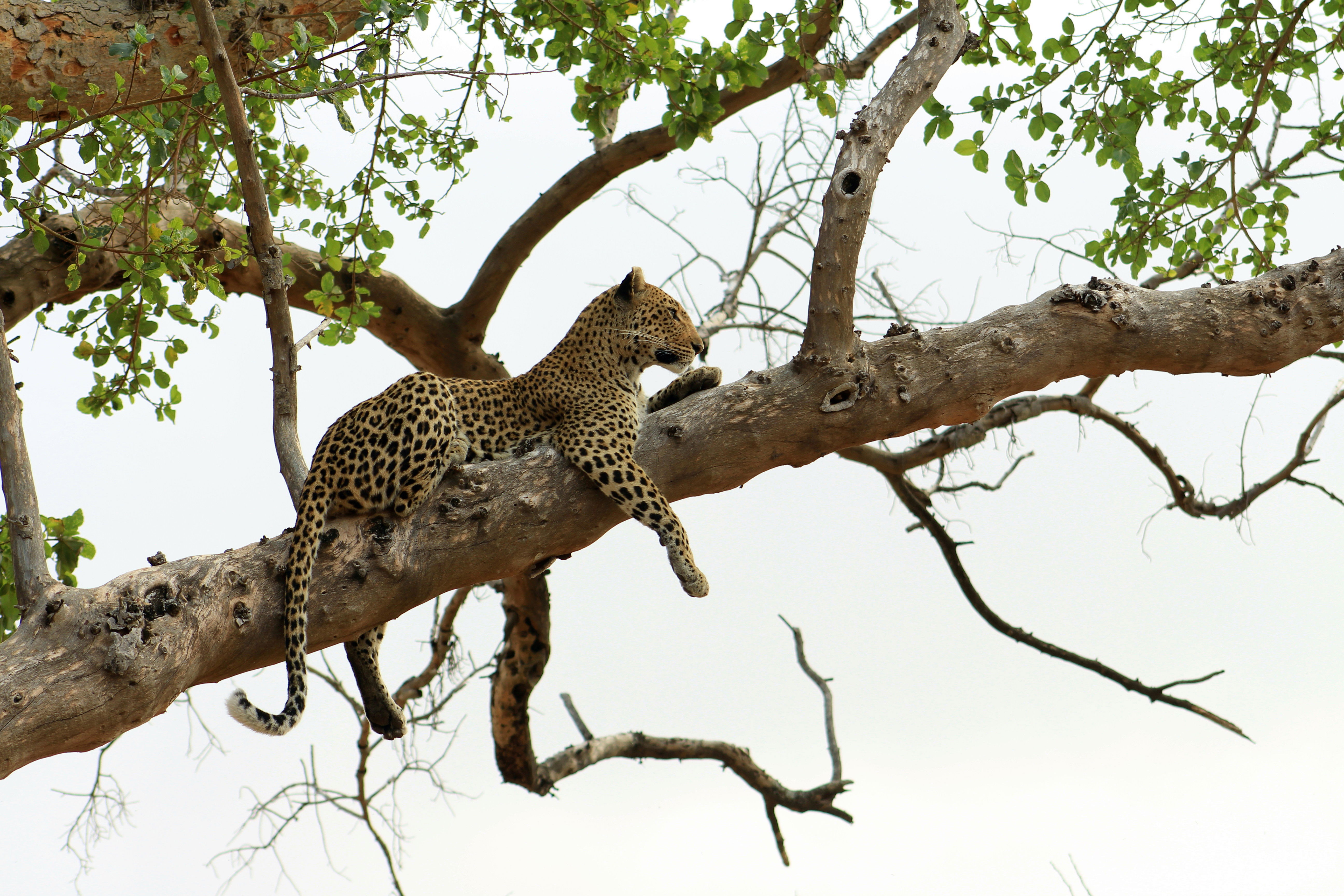 Leopard in a large fig tree