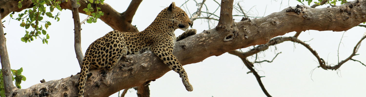Leopard in a large fig tree