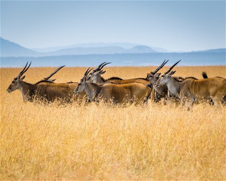Herd of eland in Tanzania.