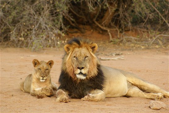 A Kalahari black maned lion and it's cub.