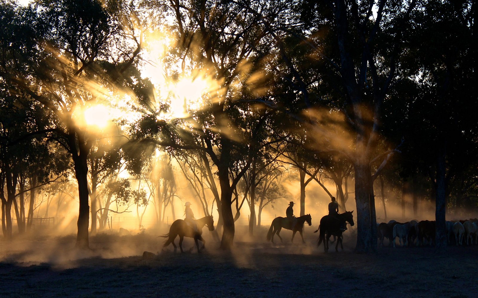 Horse Safaris