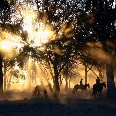 Horse Safaris