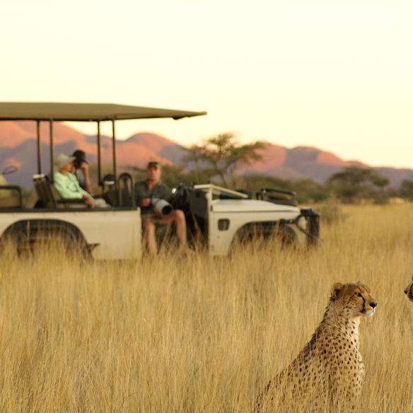 Two cheetahs with a photographic safari vehicle at Tswalu in the Kalahari during sunset.