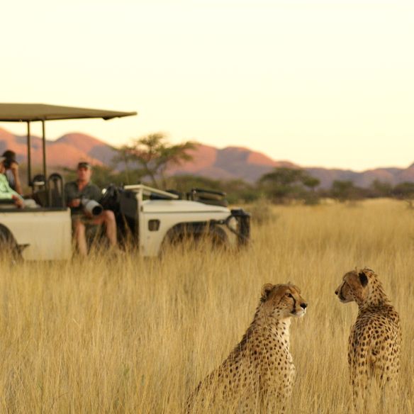 Two cheetahs with a photographic safari vehicle at Tswalu in the Kalahari during sunset.