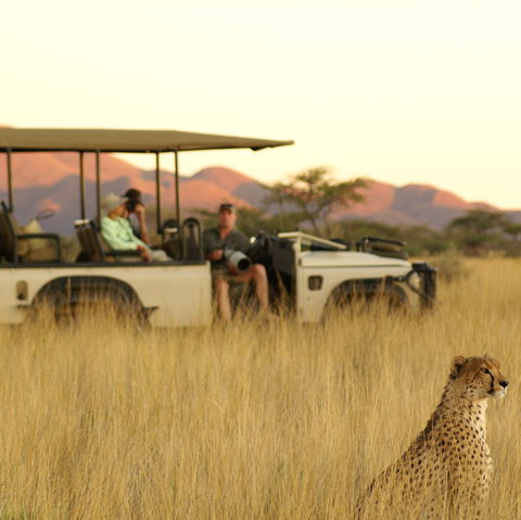 Two cheetahs with a photographic safari vehicle at Tswalu in the Kalahari during sunset.