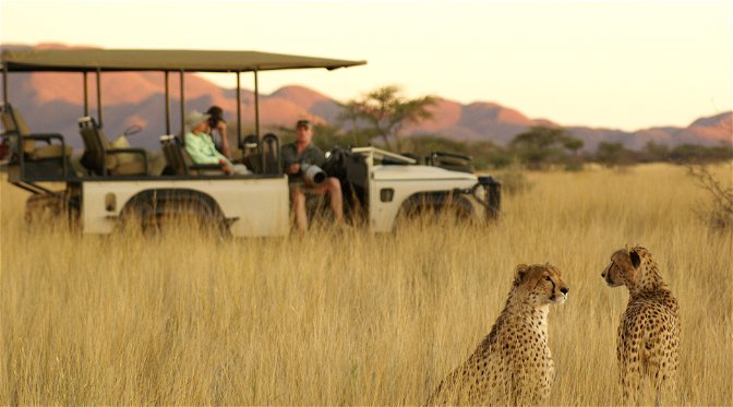 Two cheetahs with a photographic safari vehicle at Tswalu in the Kalahari during sunset.