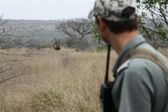 A Game Ranger tracks down and observes a black rhino on patrol.