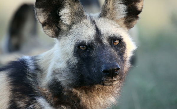 Close up of face of an African Wild Dog with brown eyes and large black ears