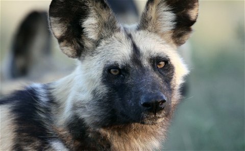 Close up of face of an African Wild Dog with brown eyes and large black ears