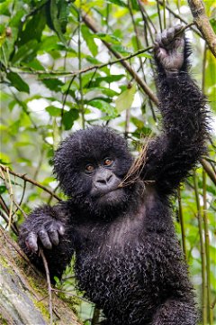 Young endangered Mountain gorilla.