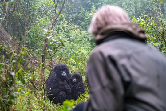 Meeting a family of Mountain gorillas in Valcanoes National Park.
