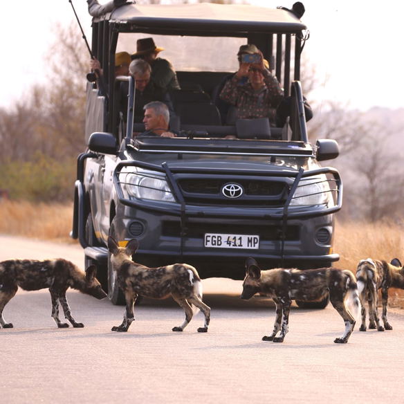 Grey Safari vehicle with tourists looking at African Wild Dog puppies in the Kruger National Park