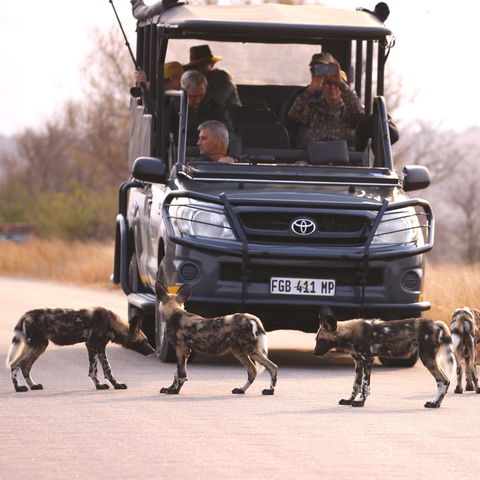 Grey Safari vehicle with tourists looking at African Wild Dog puppies in the Kruger National Park