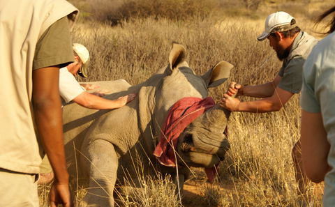 White rhino being sedated with cloth over eyes and veterinarians holding down the animal