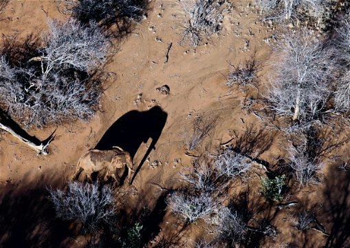 Aerial view of an elephant seen from a helicopter flight.
