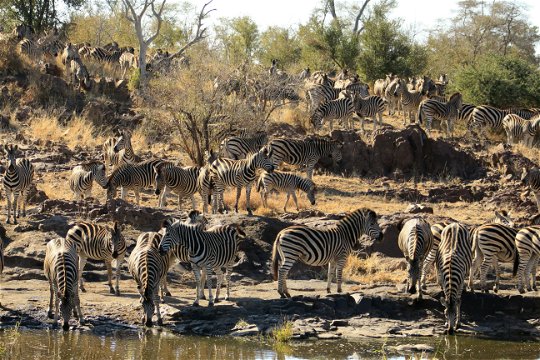 Plains zebras aggregating around a waterhole.
