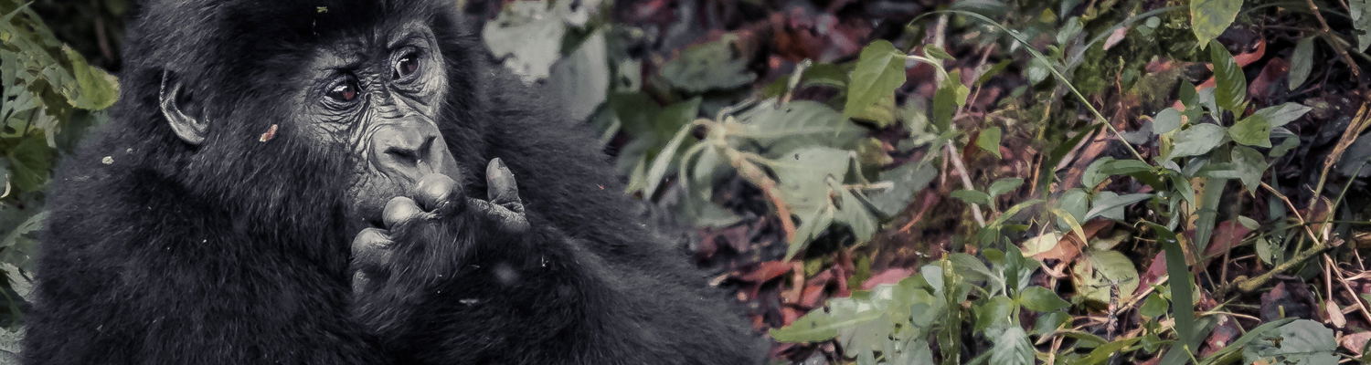 Gorilla Tracking