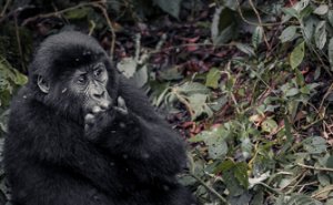 Gorilla Tracking & Hiking