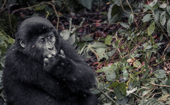 Gorilla Tracking 
