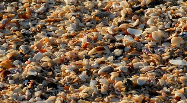 shells in jeffreys bay