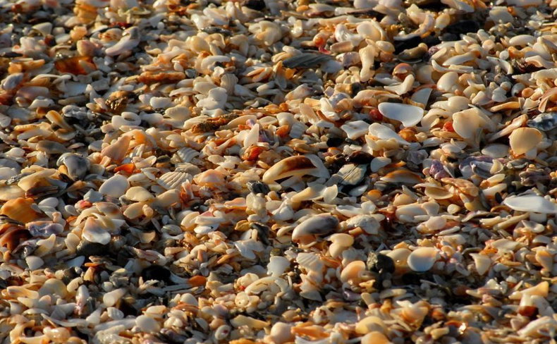 shells in jeffreys bay