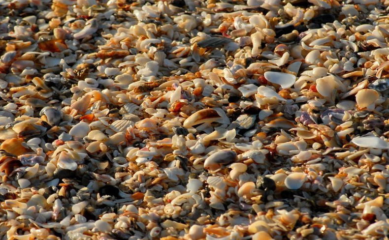 shells in jeffreys bay shells in jeffreys bay