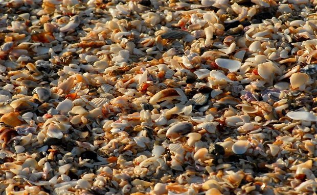 shells in jeffreys bay