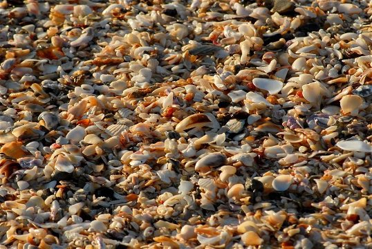 shells in jeffreys bay
