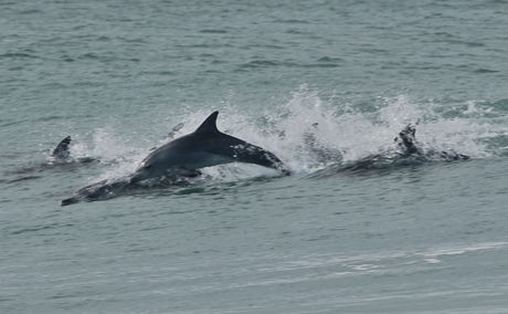 Dolphins surfing at Supertubes beach in Jeffreys Bay South Africa