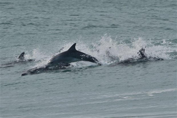 Dolphins surfing at Supertubes beach in Jeffreys Bay South Africa