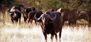 International 5-Day Buffalo Cow Hunting Package