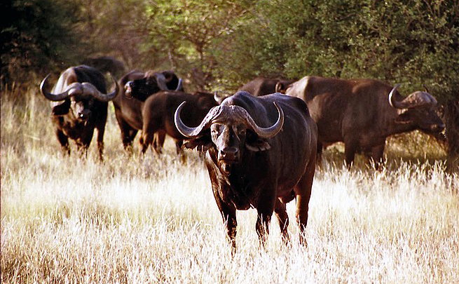 International 5-Day Buffalo Cow Hunting Package