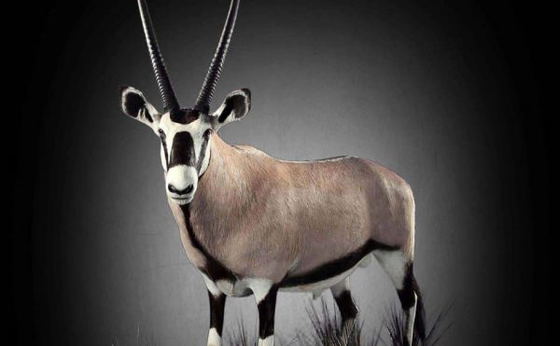 Taxidermy